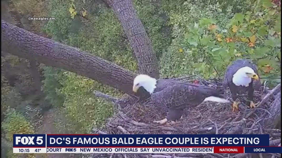 DC's iconic bald eagle couple expecting hatchlings soon